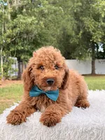 Pumbaa , a male Miniature Goldendoodle for sale in Frostproof, FL – 5 of 9