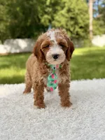 Armani , a male Cavapoo for sale in Frostproof, FL – 2 of 10
