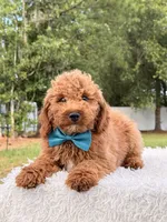 Pumbaa , a male Miniature Goldendoodle for sale in Frostproof, FL – 3 of 9