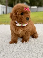 Dreamy - F1b Mini , a female Miniature Goldendoodle for sale in Frostproof, FL – 4 of 9