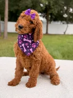 Electra - F1b Standard Goldendoodle , a female Goldendoodle for sale in Frostproof, FL – 3 of 9