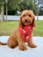 Thiago , a male Goldendoodle and Miniature Goldendoodle for sale in Frostproof, FL – 6 of 10