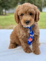 Theodore - F1b Mini Goldendoodle male , a male Miniature Goldendoodle for sale in Frostproof, FL – 5 of 10