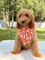 Trevor - F1b Mini Goldendoodle Male, a male Goldendoodle and Miniature Goldendoodle for sale in Frostproof, FL – 3 of 10