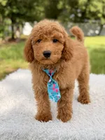 Manny , a male Miniature Goldendoodle for sale in Frostproof, FL – 6 of 10