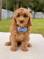 Callie , a female Cavapoo for sale in Frostproof, FL – 4 of 8
