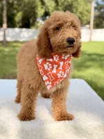 Trevor - F1b Mini Goldendoodle Male, a male Goldendoodle and Miniature Goldendoodle for sale in Frostproof, FL – 4 of 10