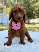 Destiny - F1b Standard Goldendoodle , a female Goldendoodle for sale in Frostproof, FL – 6 of 9