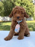 Timón - Mini F1bb, a male Miniature Goldendoodle for sale in Frostproof, FL – 9 of 9