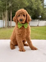 Harry - Medium Goldendoodle male , a male Goldendoodle and Miniature Goldendoodle for sale in Frostproof, FL – 4 of 8