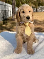Xayden - F1 Standard Goldendoodle , a male Goldendoodle for sale in Frostproof, FL – Photo 9 of 9