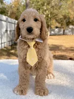 Xayden - F1 Standard Goldendoodle , a male Goldendoodle for sale in Frostproof, FL – Photo 4 of 9