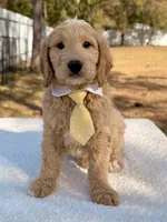 Xayden - F1 Standard Goldendoodle , a male Goldendoodle for sale in Frostproof, FL – Photo 2 of 9