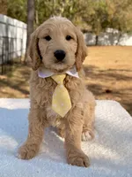 Xayden - F1 Standard Goldendoodle , a male Goldendoodle for sale in Frostproof, FL – Photo 3 of 9