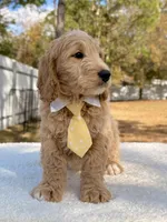 Xayden - F1 Standard Goldendoodle , a male Goldendoodle for sale in Frostproof, FL – Photo 7 of 9