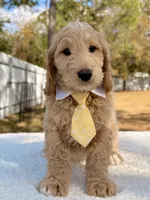 Xayden - F1 Standard Goldendoodle , a male Goldendoodle for sale in Frostproof, FL – Photo 6 of 9