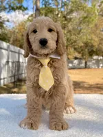 Xayden - F1 Standard Goldendoodle , a male Goldendoodle for sale in Frostproof, FL – Photo 8 of 9