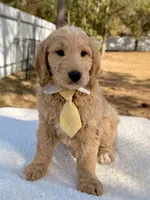 Xayden - F1 Standard Goldendoodle , a male Goldendoodle for sale in Frostproof, FL – Photo 5 of 9