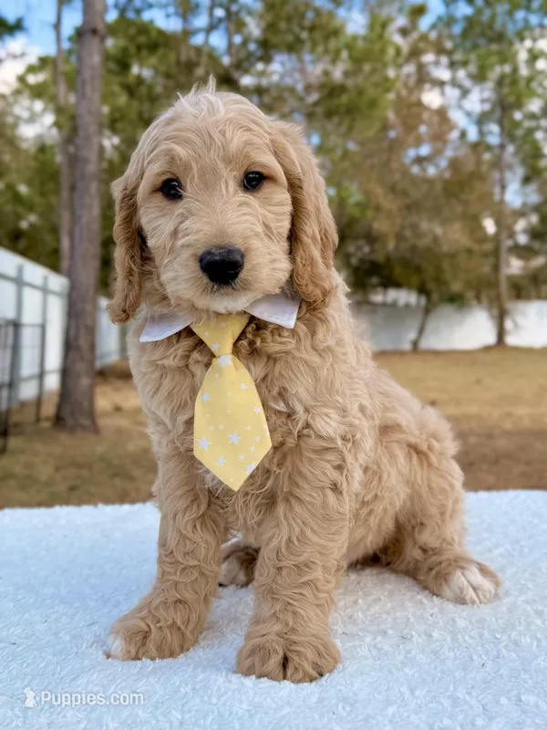 Xayden - F1 Standard Goldendoodle 