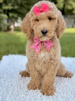 Blossom - Medium , a female Goldendoodle for sale in Frostproof, FL – 10 of 10