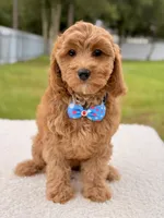 Callie , a female Cavapoo for sale in Frostproof, FL – 3 of 8
