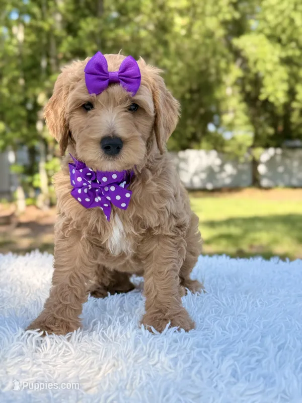 Moon  – Miniature Goldendoodle puppy for sale in Frostproof, FL