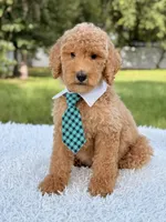 Blue - F1bb Standard Goldendoodle , a male Goldendoodle for sale in Frostproof, FL – 7 of 7