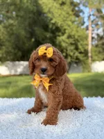 Alice, a female Cavapoo for sale in Frostproof, FL – 5 of 10