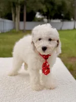 Copito , a male Cavapoo for sale in Frostproof, FL – 4 of 9