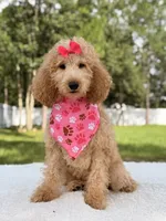 Bella, a female Goldendoodle for sale in Frostproof, FL – 3 of 7