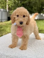Mathew , a male Miniature Goldendoodle for sale in Frostproof, FL – 3 of 8