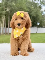 Hazel , a female Goldendoodle and Miniature Goldendoodle for sale in Frostproof, FL – 2 of 7