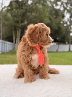 Chase , a male Cavapoo for sale in Frostproof, FL – 7 of 8