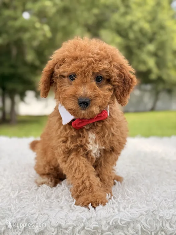 Colby - F1bb Mini Goldendoodle  – Miniature Goldendoodle puppy for sale in Frostproof, FL
