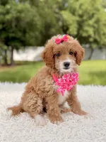 Betsy - F1b Toy , a female Goldendoodle and Miniature Goldendoodle for sale in Frostproof, FL – 6 of 8