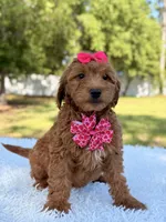 Minnie , a female Miniature Goldendoodle for sale in Frostproof, FL – 6 of 7