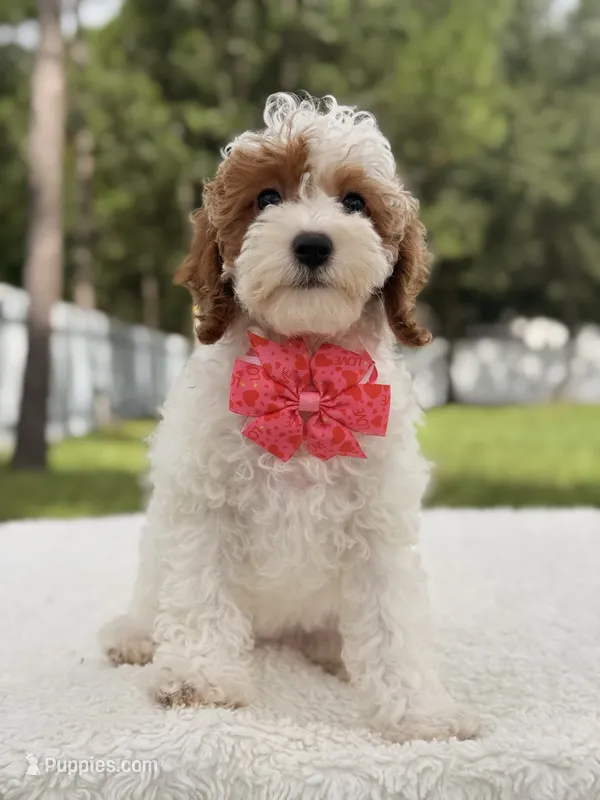 Flower  – Cavapoo puppy for sale in Frostproof, FL