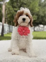 Flower , a female Cavapoo for sale in Frostproof, FL – 1 of 9