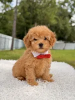 Dylan - F1b Mini Male , a male Miniature Goldendoodle for sale in Frostproof, FL – 7 of 9