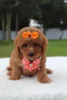 Faith - Toy Goldendoodle , a female Miniature Goldendoodle for sale in Frostproof, FL – 6 of 8