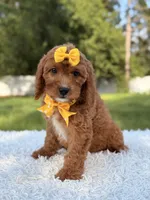 Alice, a female Cavapoo for sale in Frostproof, FL – 7 of 10