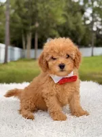 Dylan - F1b Mini Male , a male Miniature Goldendoodle for sale in Frostproof, FL – 3 of 9