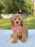 Amber , a female Cavapoo for sale in Frostproof, FL – 3 of 10