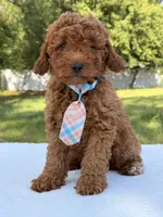 Timón - Mini F1bb, a male Miniature Goldendoodle for sale in Frostproof, FL – 4 of 9