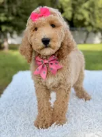 Blossom - Medium , a female Goldendoodle for sale in Frostproof, FL – 4 of 10