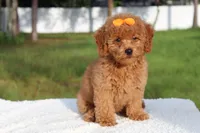 Dakota , a female Miniature Goldendoodle for sale in Frostproof, FL – 10 of 10