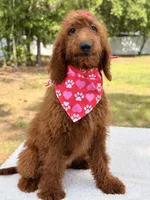 Kira , a female Goldendoodle for sale in Frostproof, FL – 2 of 8