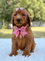 Dream - F1b Standard , a female Goldendoodle for sale in Frostproof, FL – 2 of 9