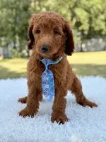 Dusty F1b Standard Goldendoodle , a male Goldendoodle for sale in Frostproof, FL – 7 of 8