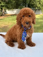 Peanut - Toy, a male Miniature Goldendoodle for sale in Frostproof, FL – 2 of 10